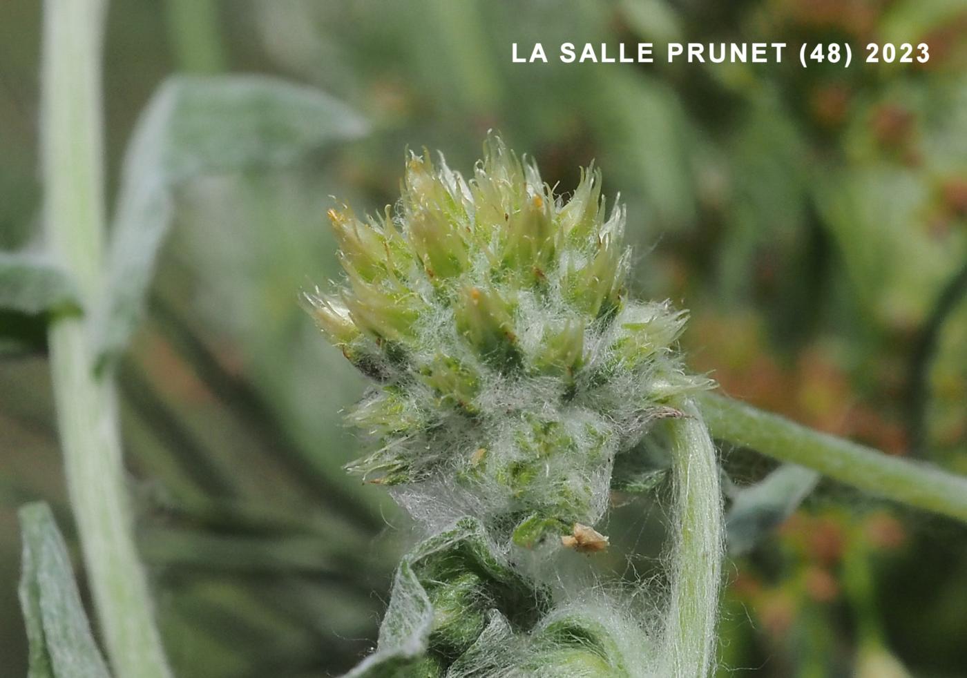 Cudweed, Common flower